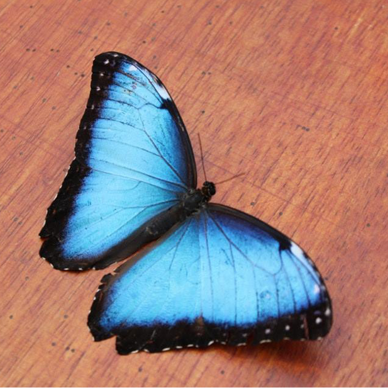 A butterfly in Costa Rica.