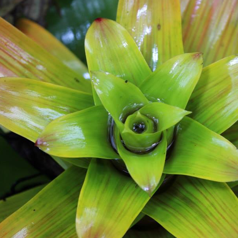 A beautiful plant in the jungle of Costa Rica.