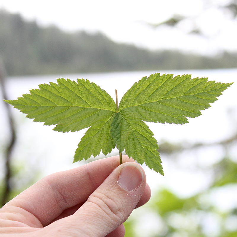 Salmonberry leaves in the Tongass National Forest.